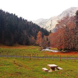 Picnic en Ariau de Cuveishic