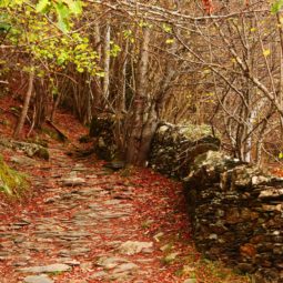 bosque de hayas de carlac