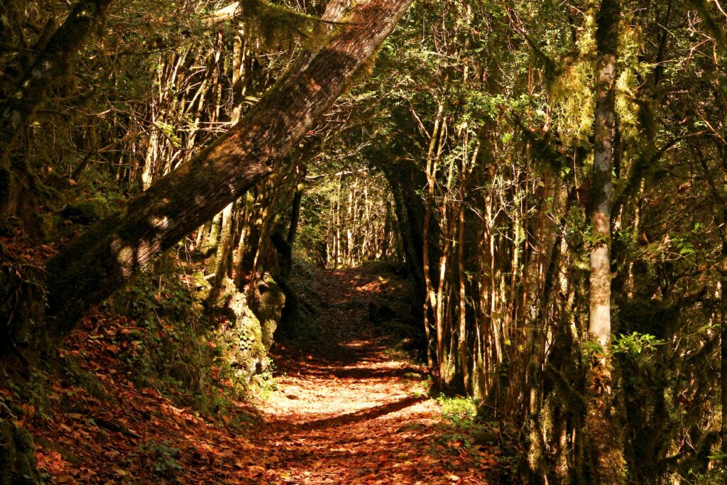 Comment visiter le Cañón de Añisclo pas à pas cañón de añisclo