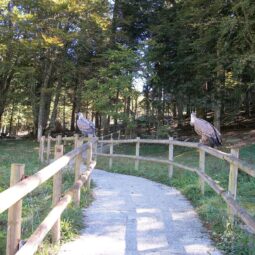 Aran Park, descubre la fauna del Valle de Arán 