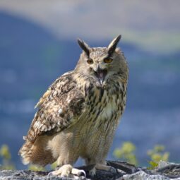 Tour des rapaces des Pyrénées