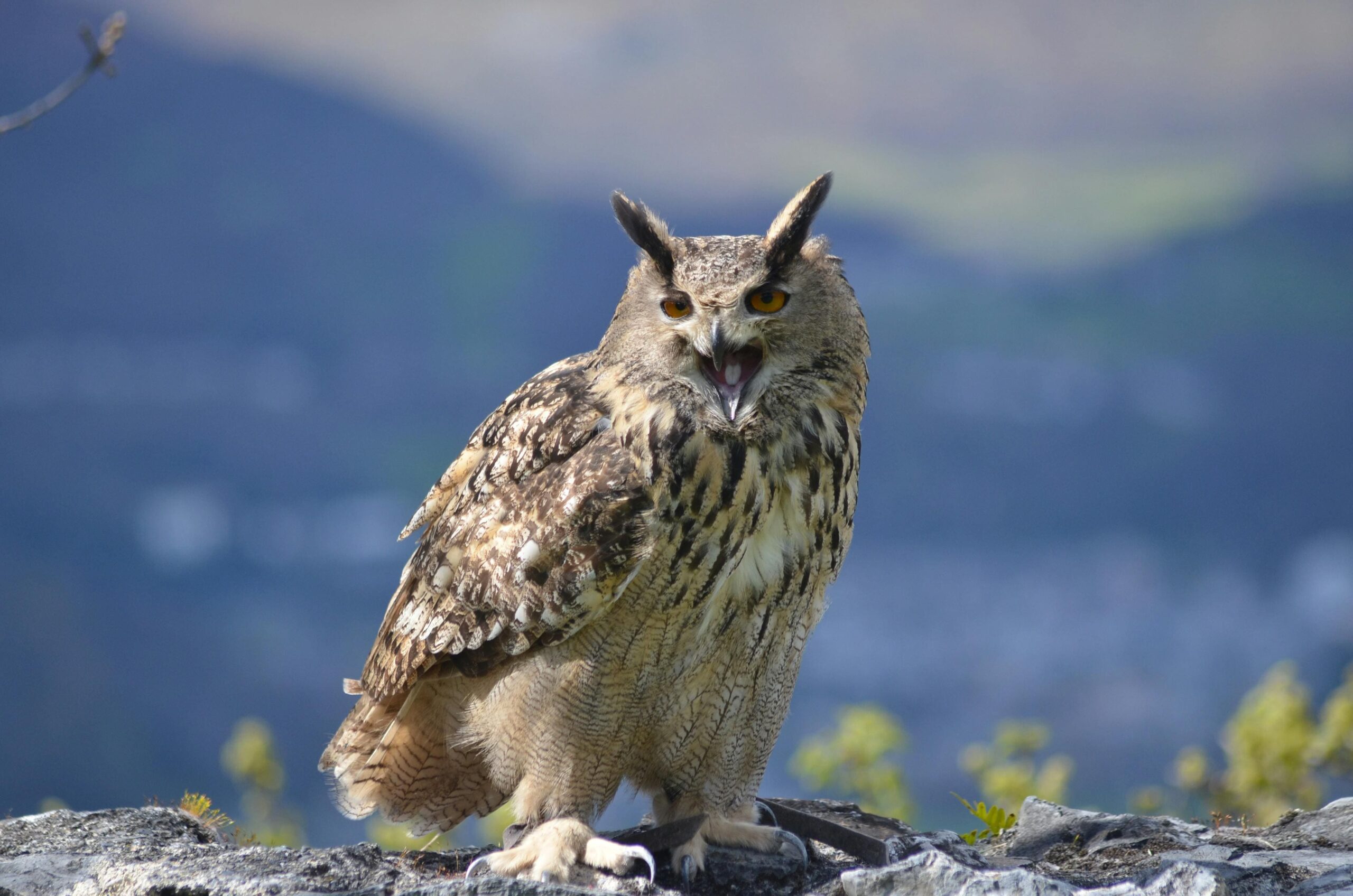 Tour des rapaces