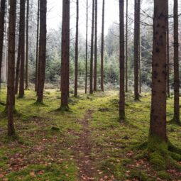 À la découverte du Bosc Viu d’Ordino