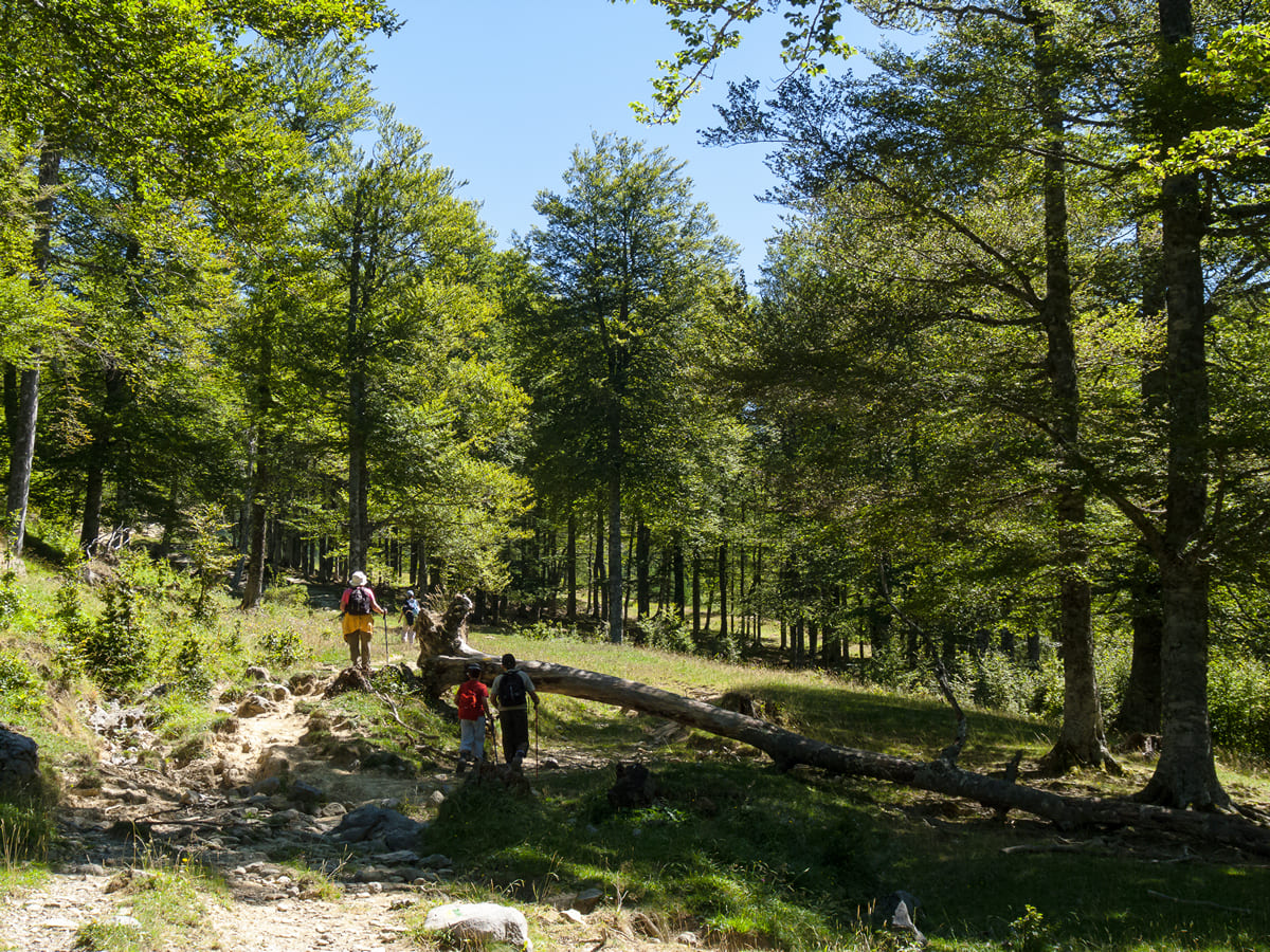Bosque Gamueta
