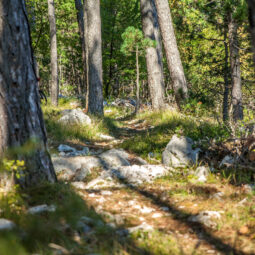 Bosque dels Menairons