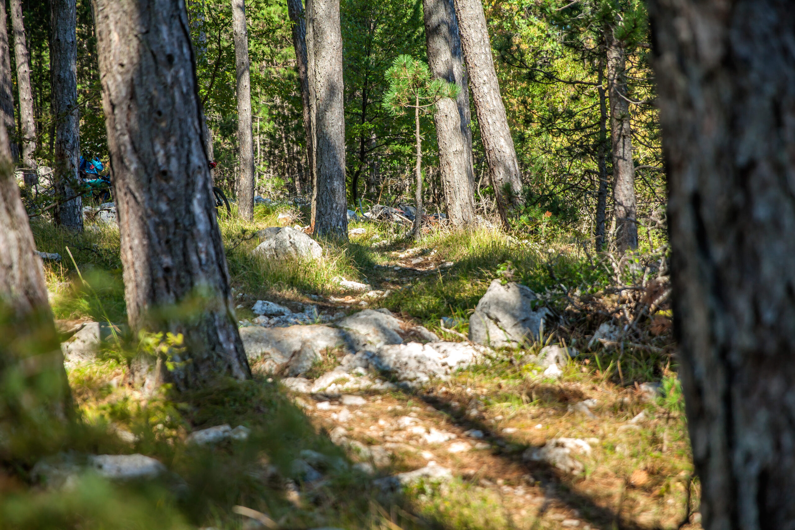 Bosque de los Menairons Bosque dels Menairons