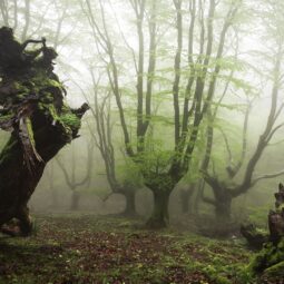Forêts magiques d’Artikutza