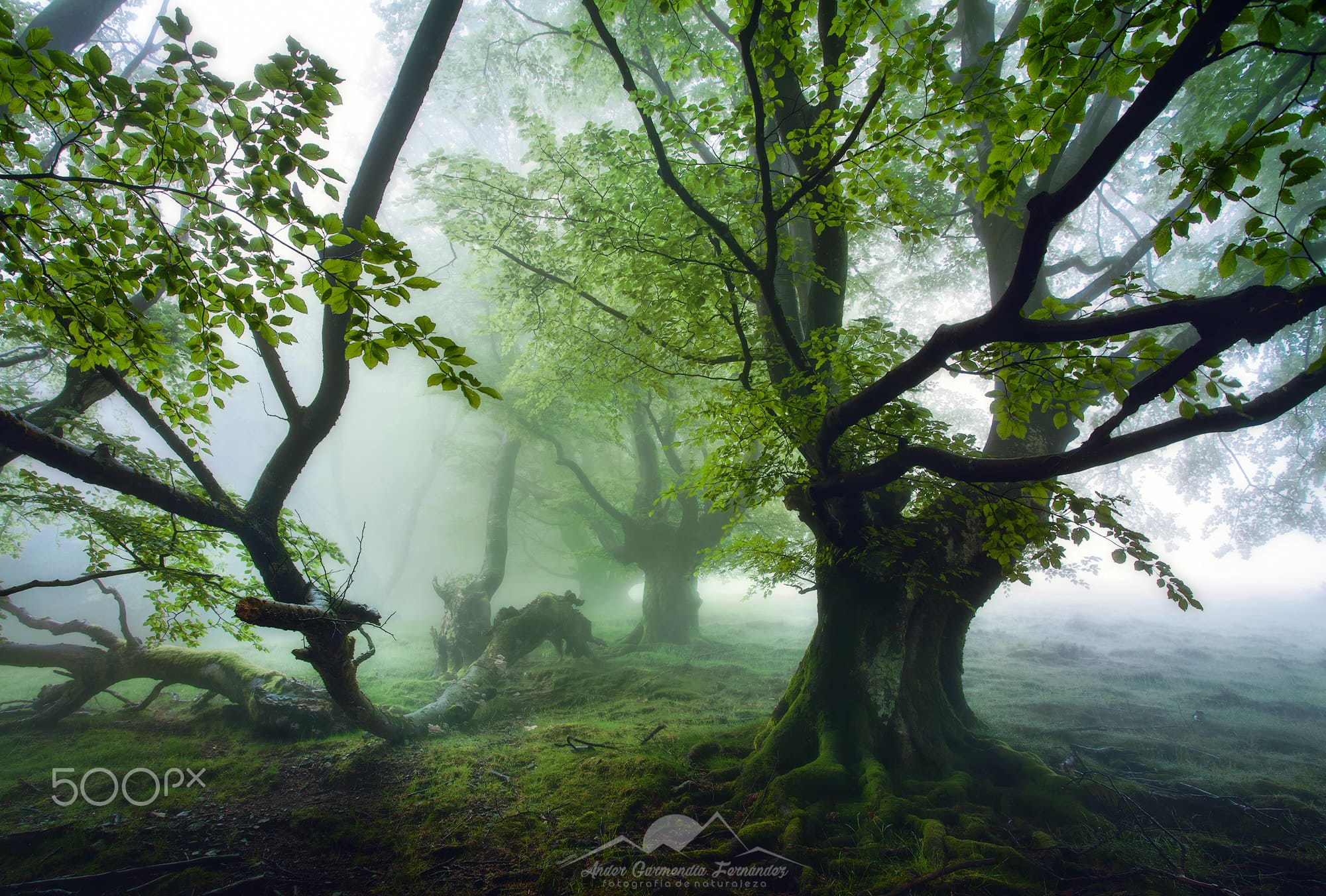 Bosques de Artikutza