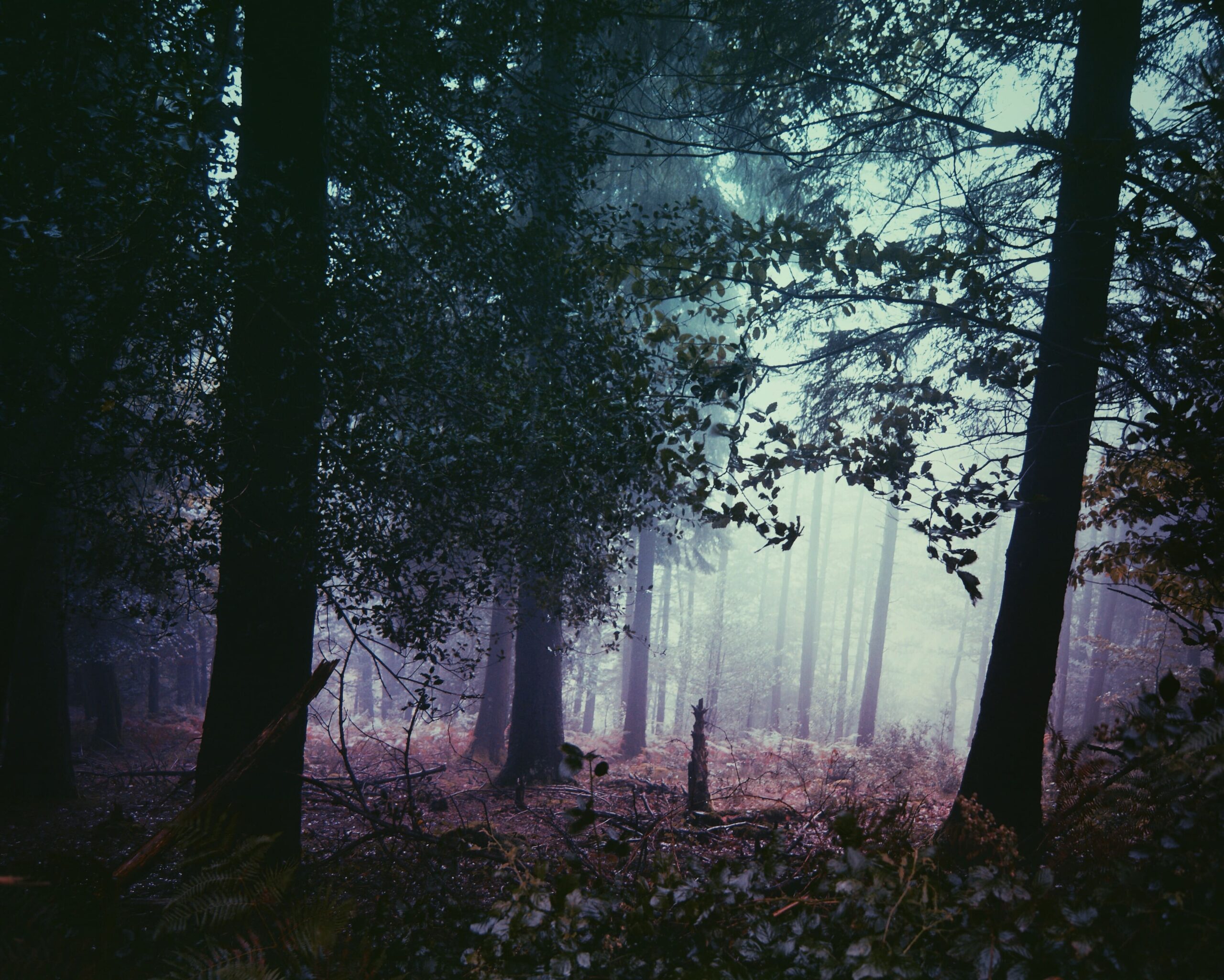 Bosques de Artikutza