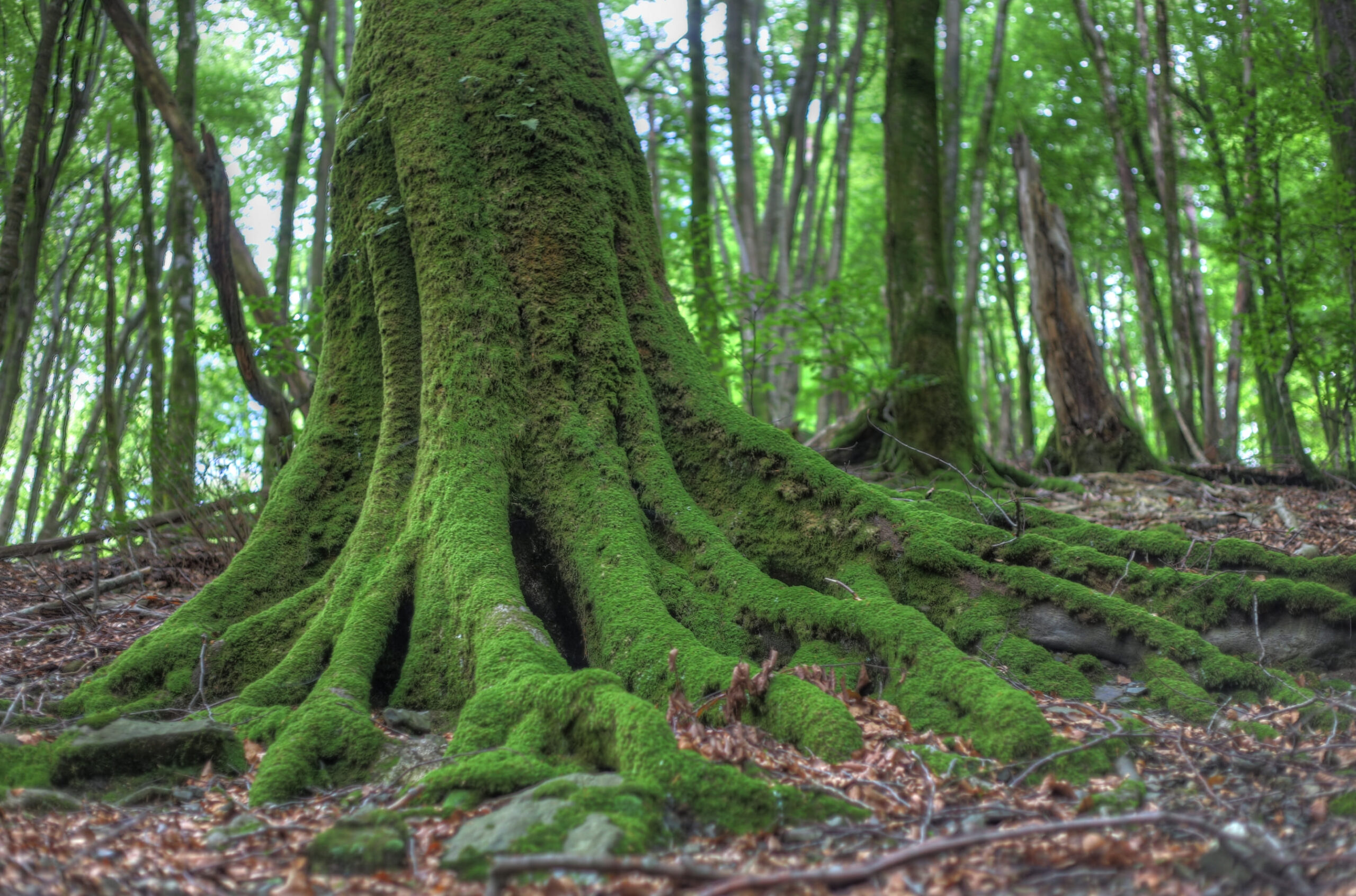 Bosques de Artikutza