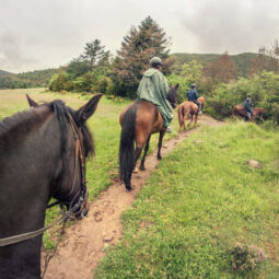Caballo_Pirineo_Aragonés