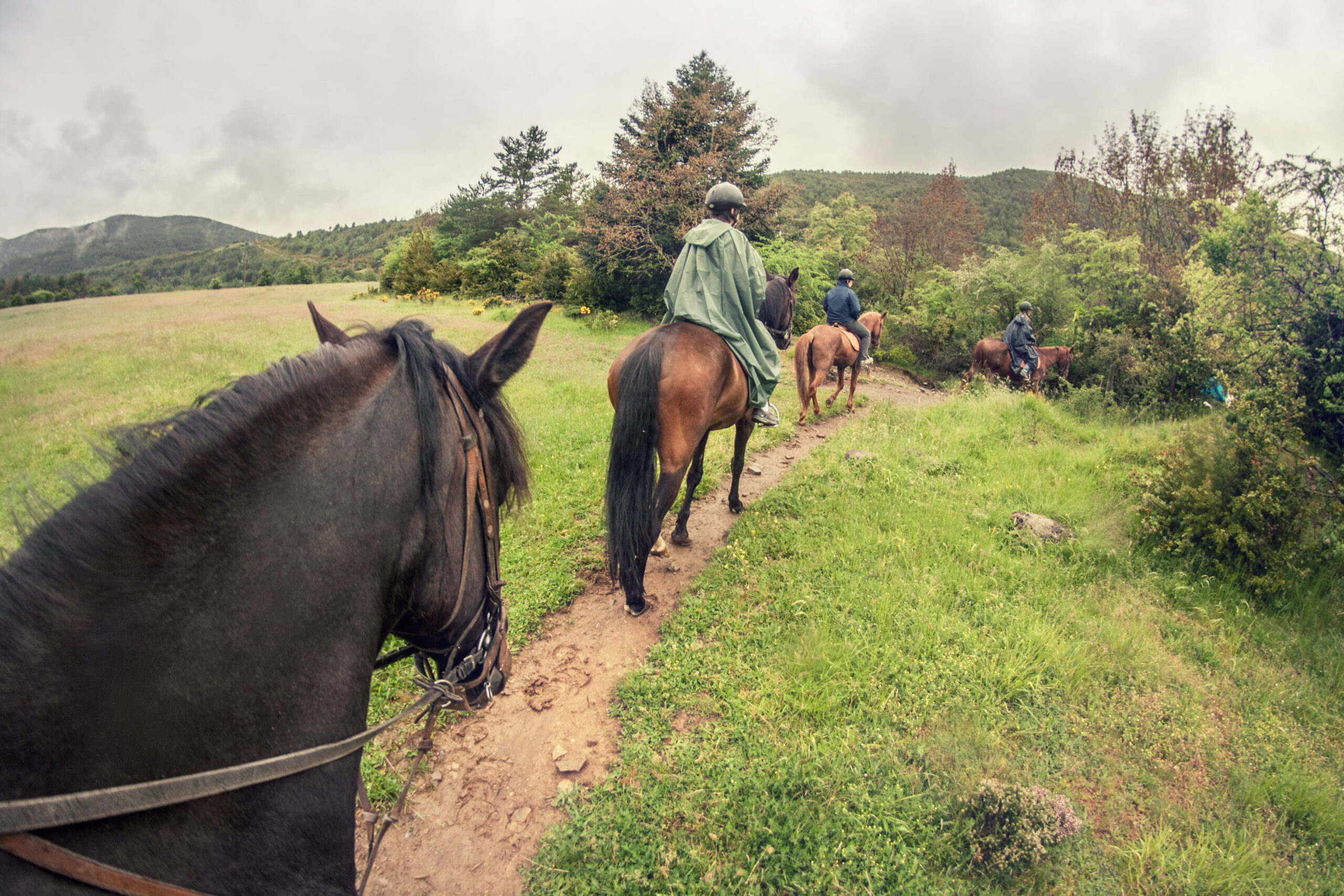 Paseos a caballo por el Pirineo Aragonés  Caballo_Pirineo_Aragonés