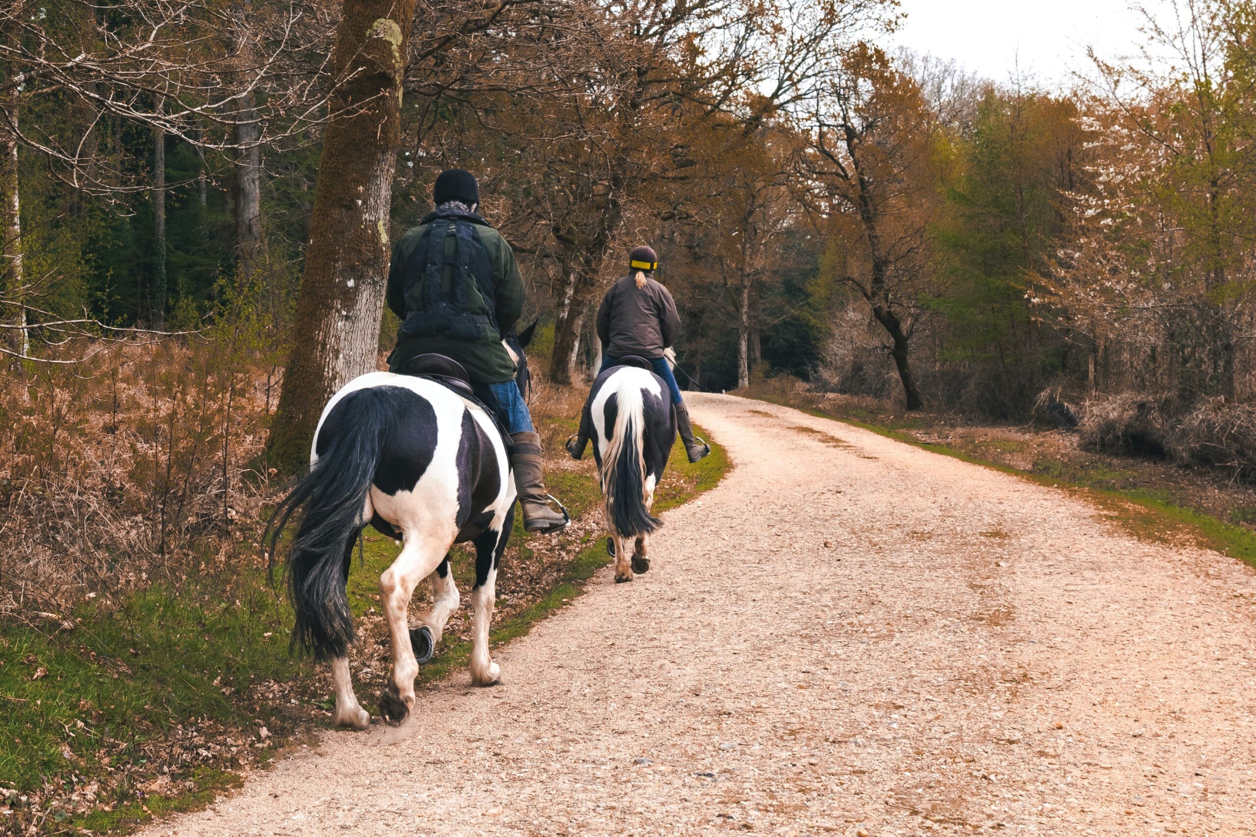 Paseos a caballo por el Pirineo Aragonés  Caballo_Pirineo_Aragonés