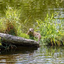 camino de la nutria