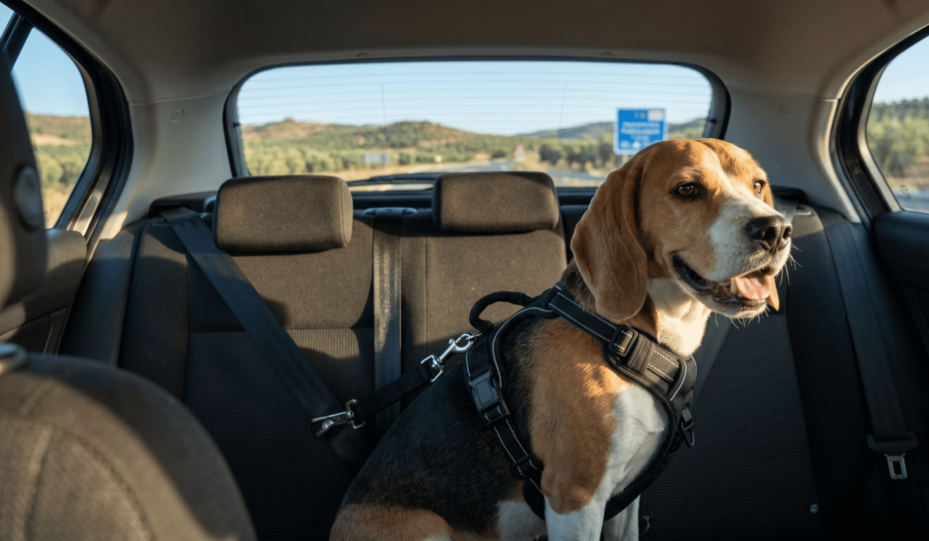voyager avec son animal de compagnie
