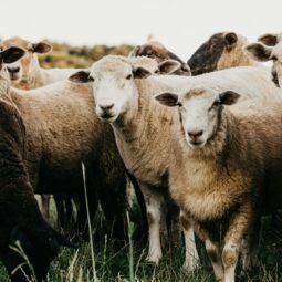 Visiter des fermes locales en Andorre