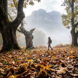 Ramasser des châtaignes et vivre la Castanyada à Viladrau et au Montseny