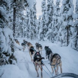 Faire du mushing à Baqueira