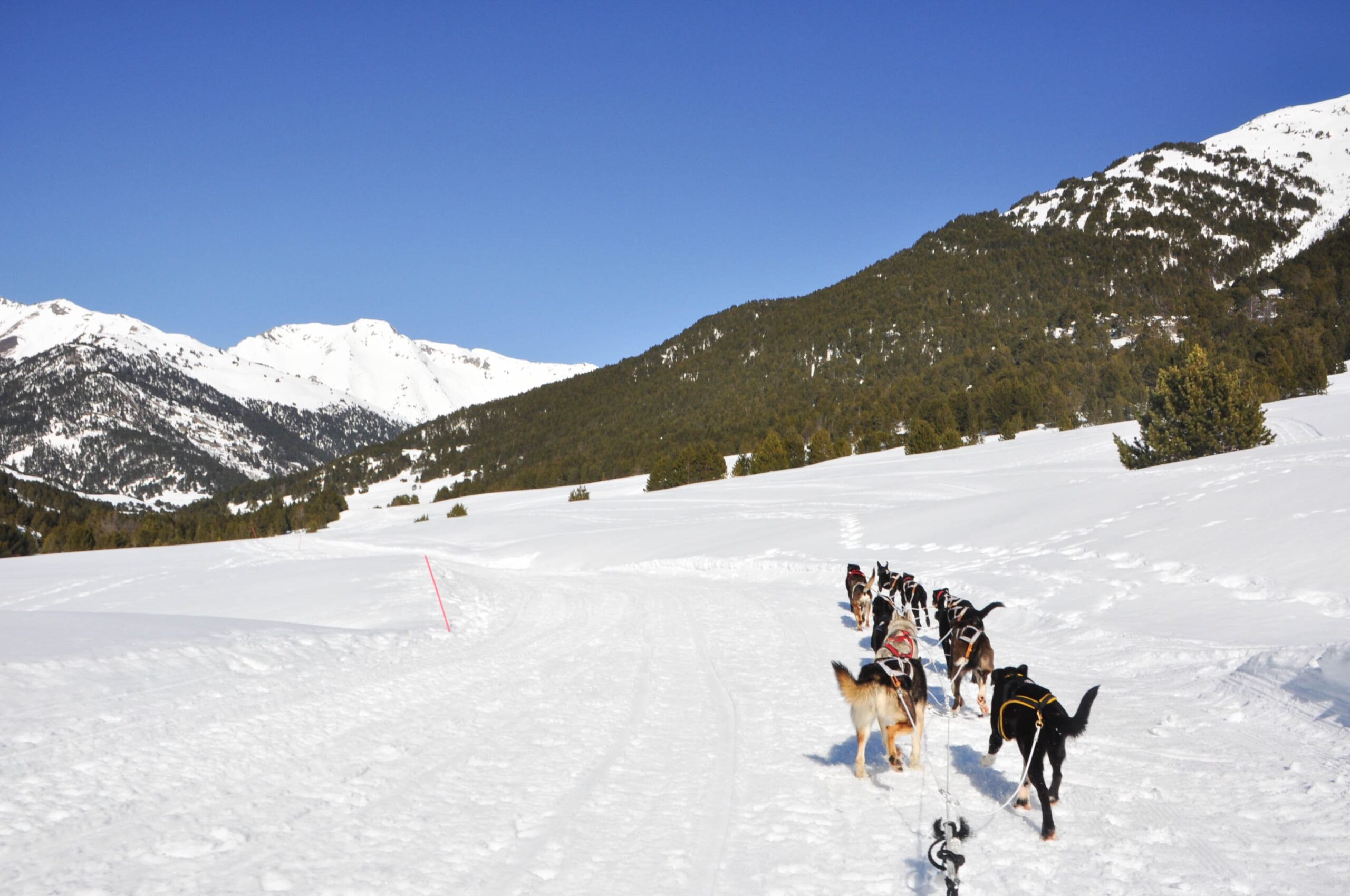 Mushing en Baqueira 