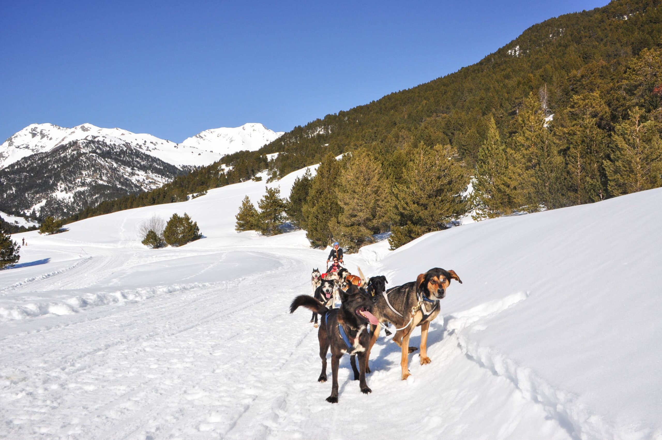 Mushing en Baqueira 