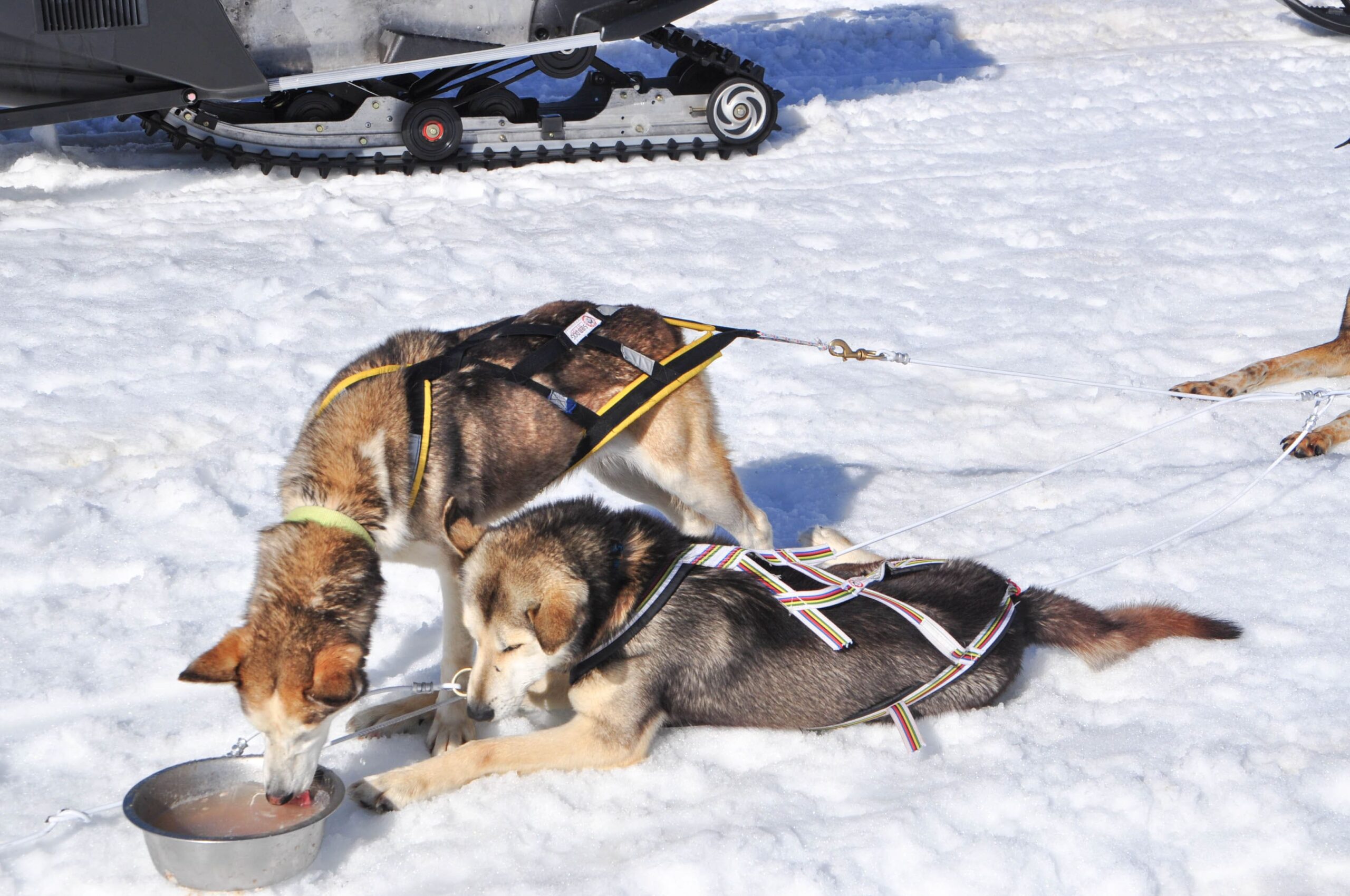 Mushing en Baqueira 