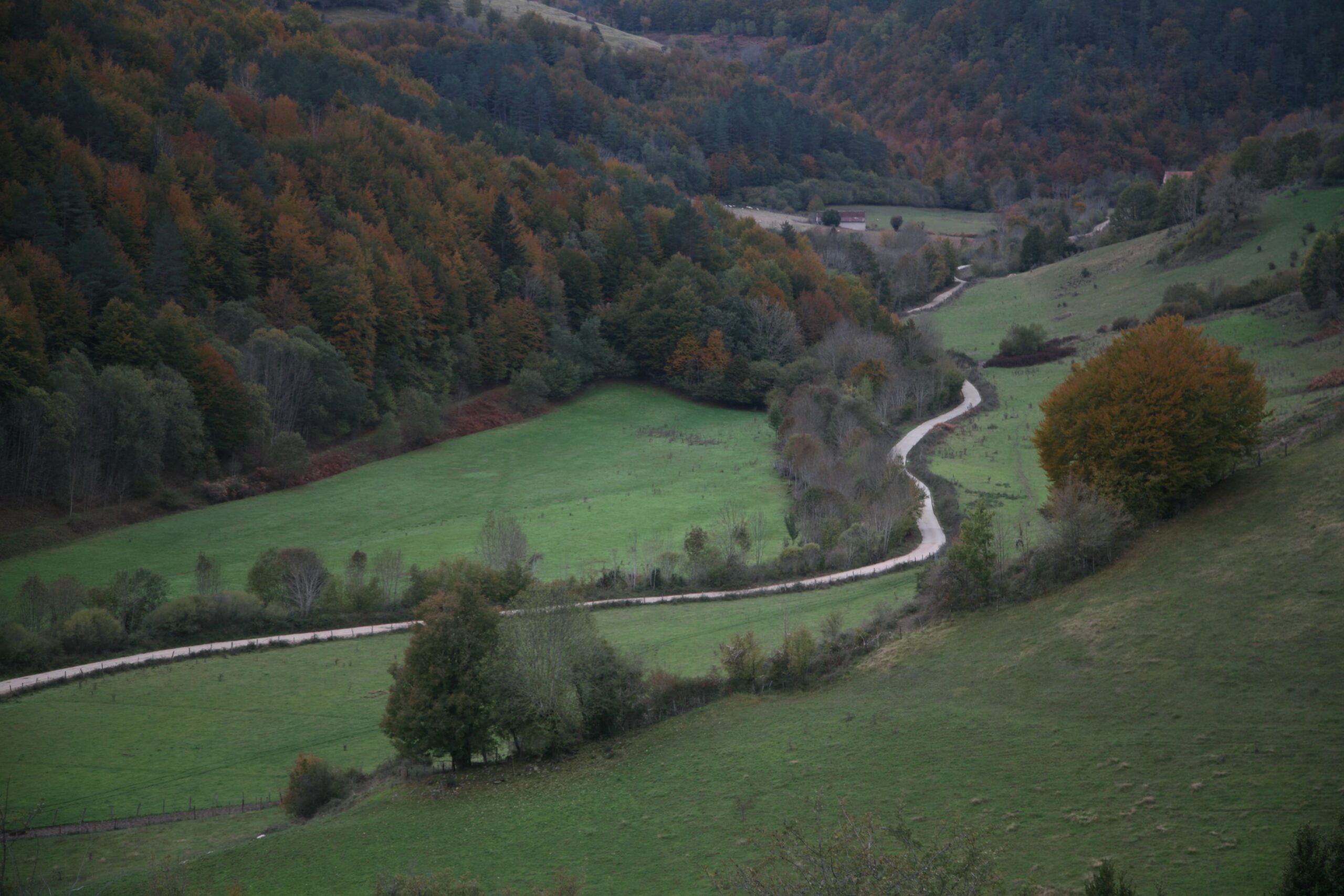 Ochagavia