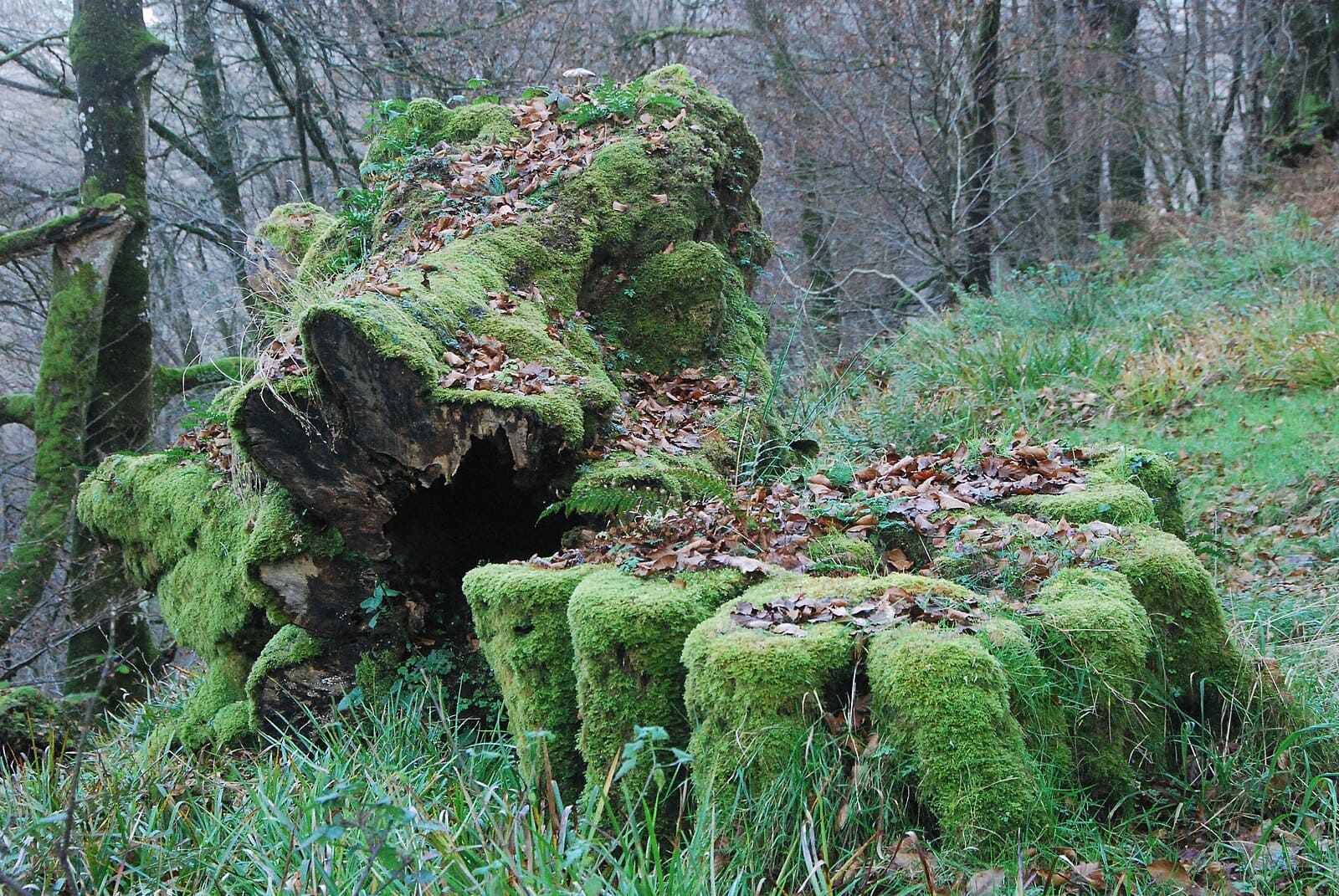 Sendero bosque Bertiz