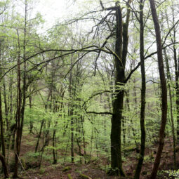 Sendero bosque Bertiz