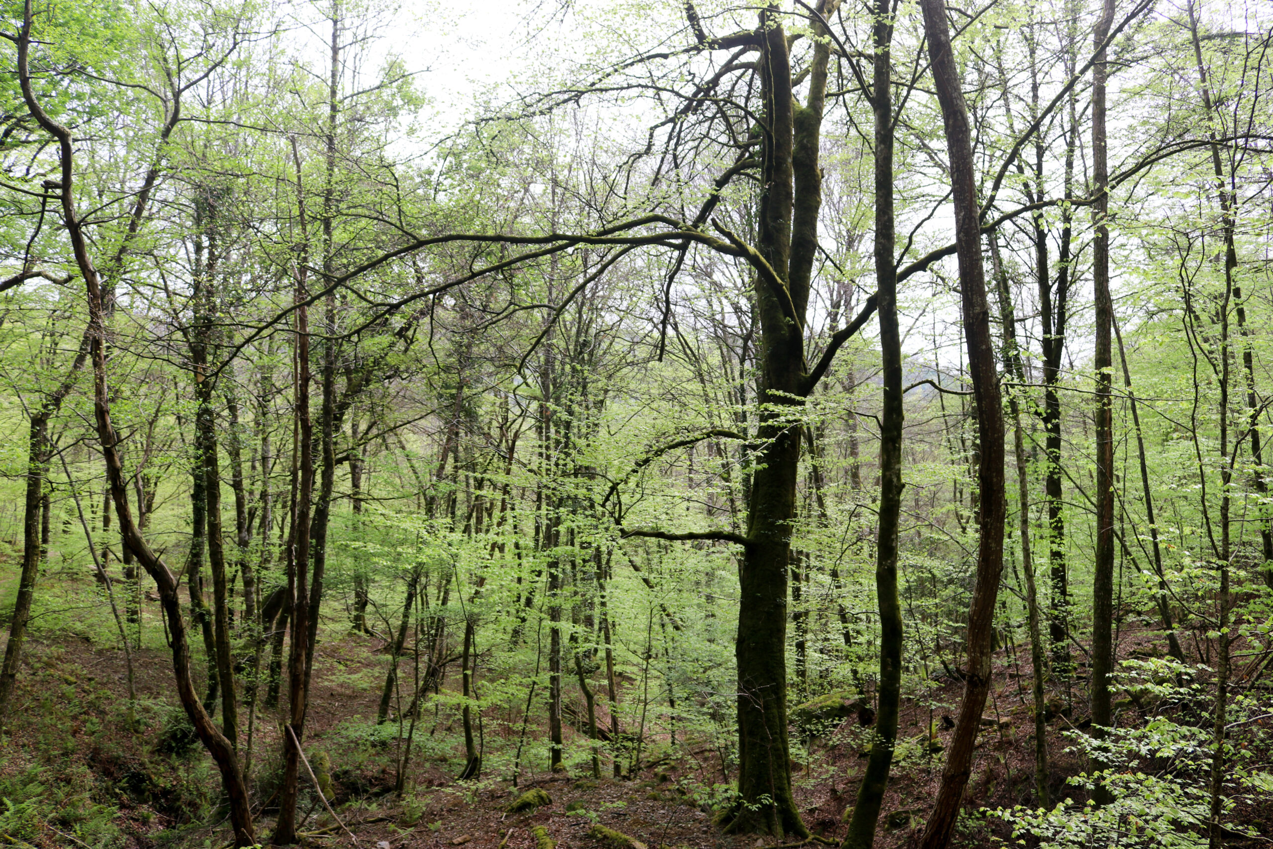Sendero bosque Bertiz