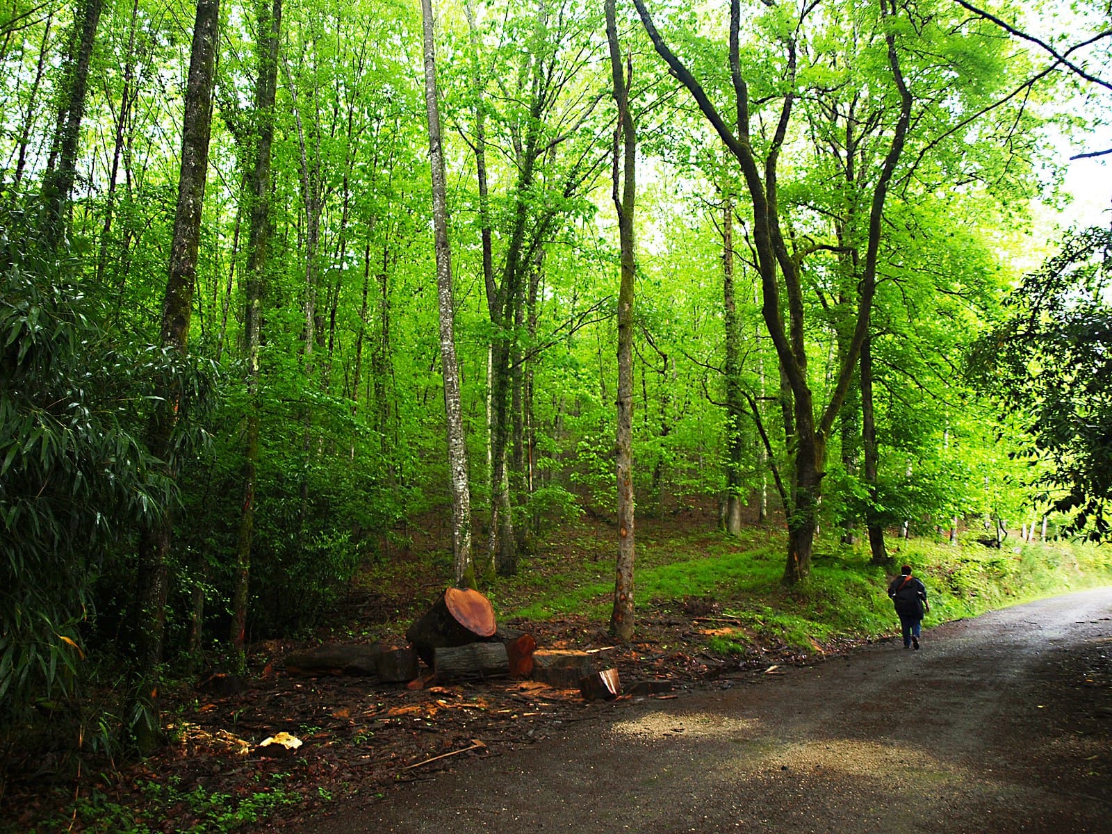 Sendero bosque Bertiz