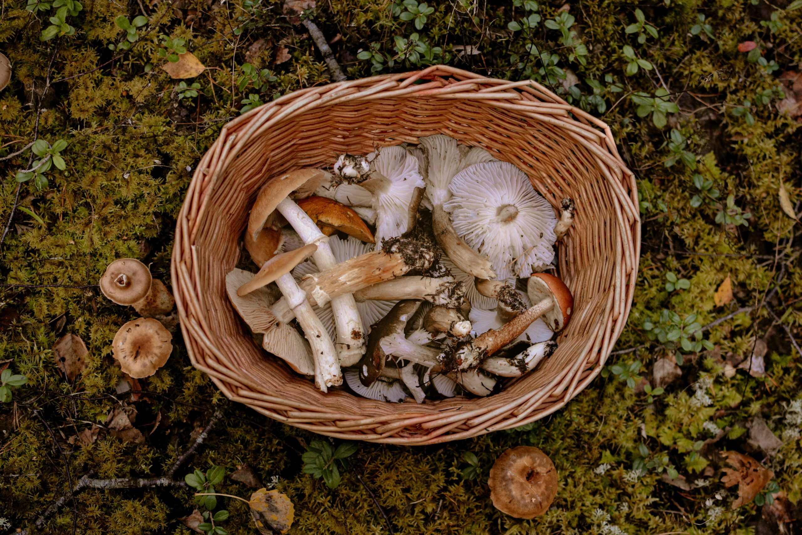 Champignons en Andorre