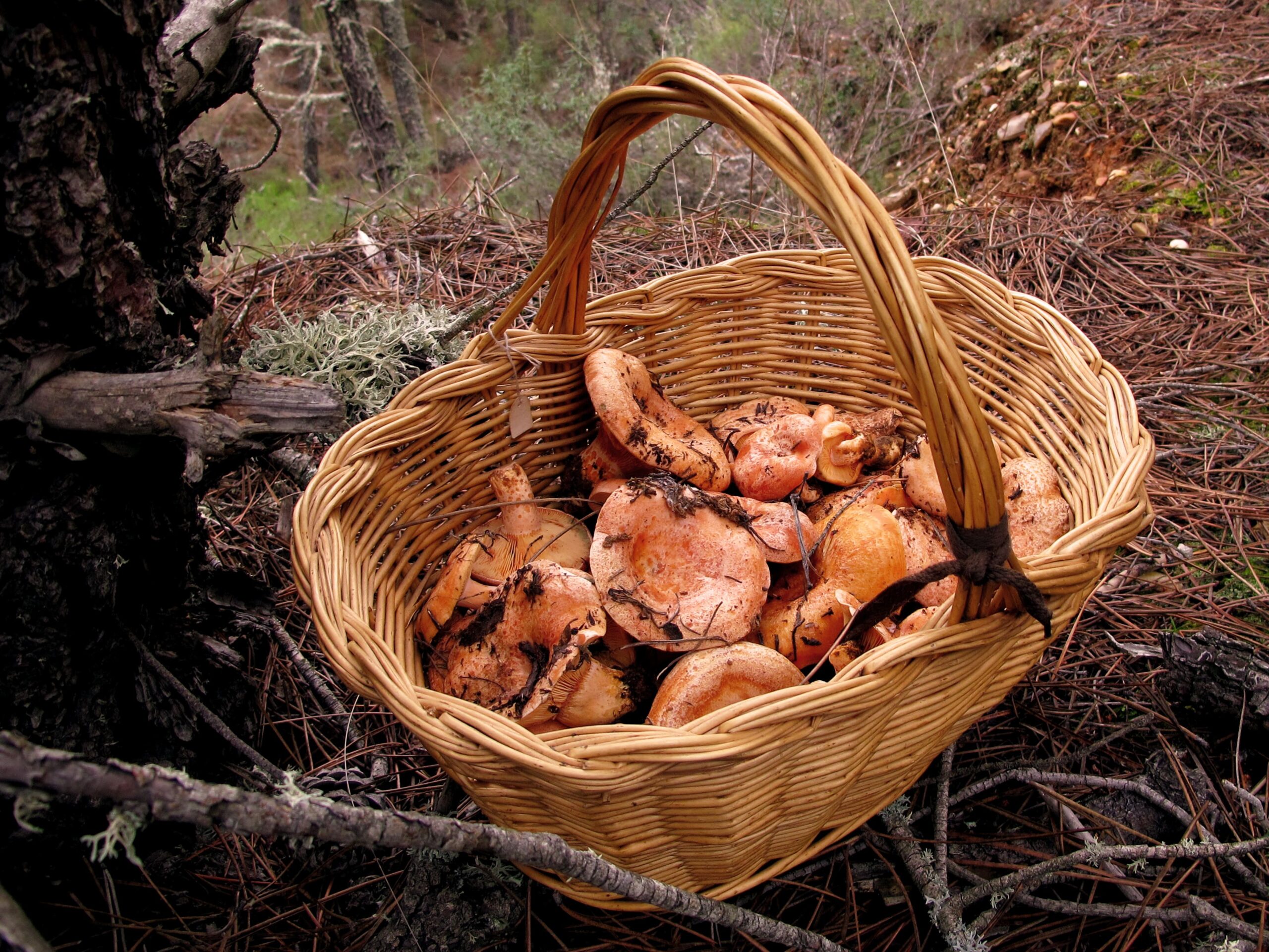 Champignons en Andorre