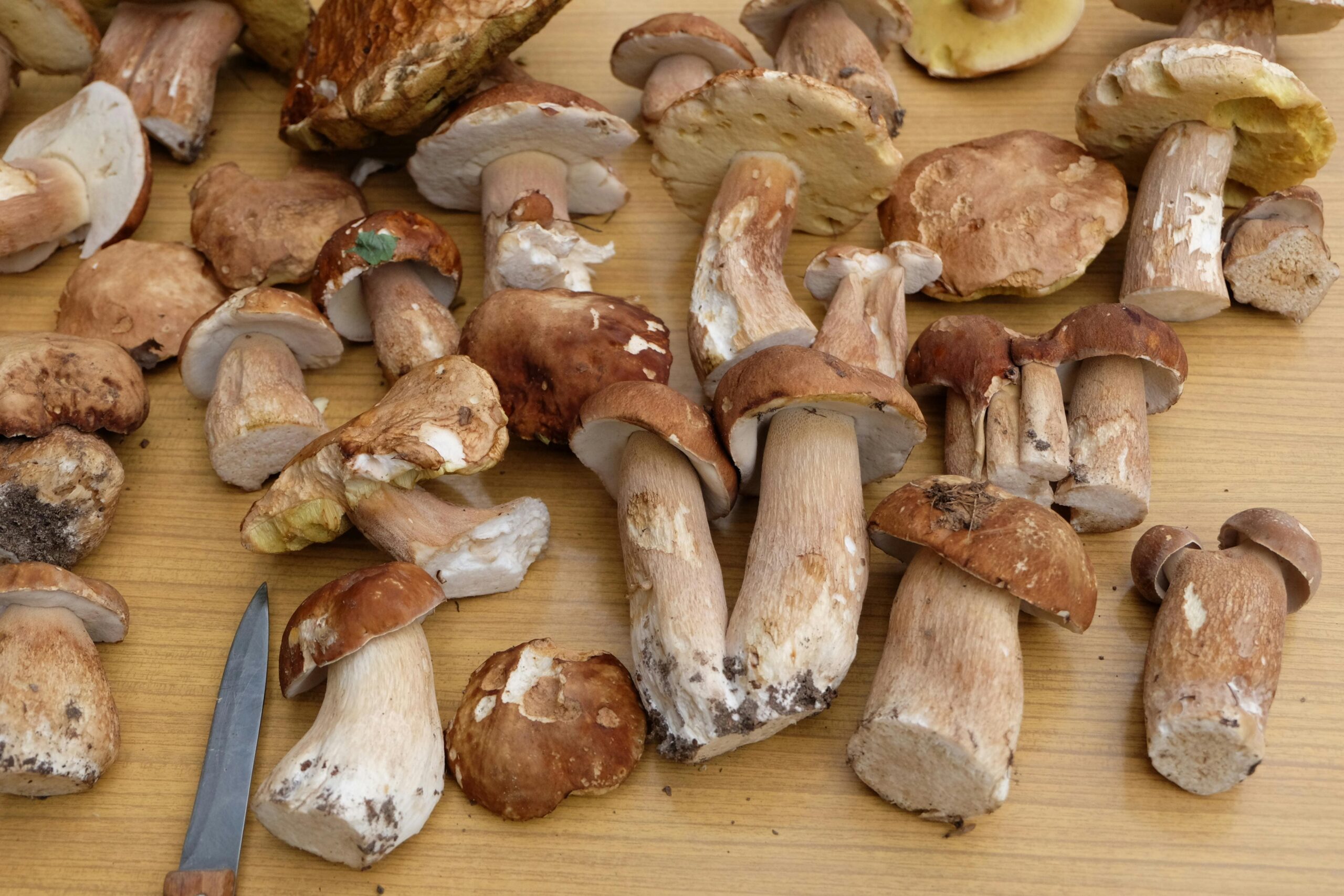 Champignons en Andorre