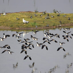 Urdaibai Bird Center
