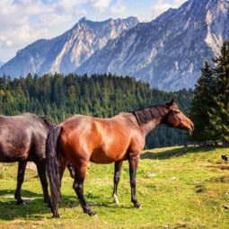 ¡Descubre la Cerdaña a Caballo!