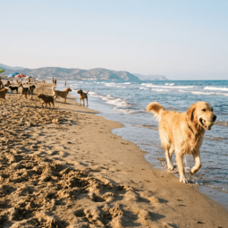 playa para perros pirineos