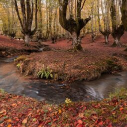 Otzarreta Bosque mágico de Gorbeia