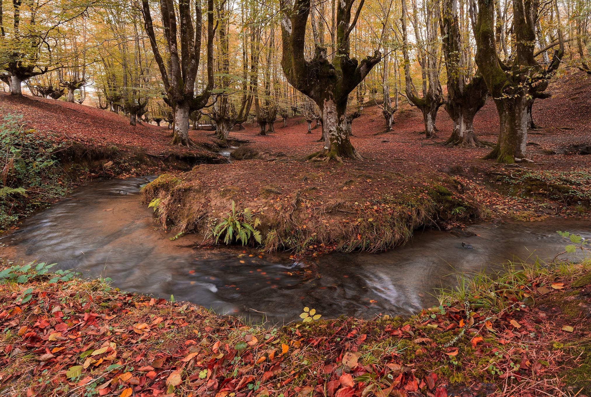 Otzarreta Bosque mágico de Gorbeia